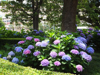 2012Flower55