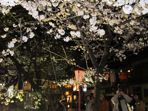 京都木屋町の夜桜