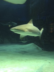 IMG_1742.jpg