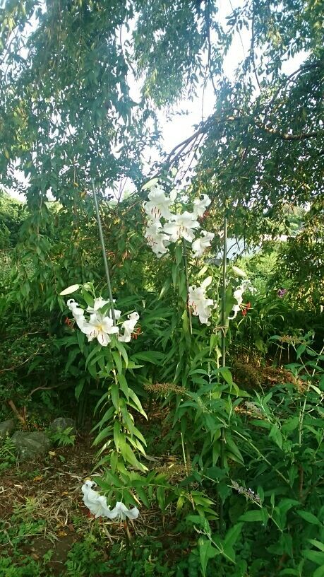 rblog-20180717125825-00.jpg