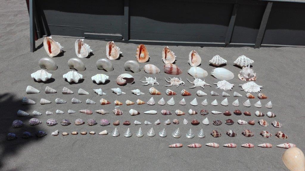 貝殻.jpg