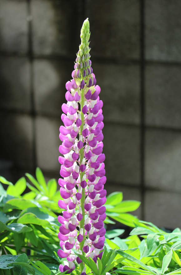 ルピナスに新しい花芽を発見 これから次々に出てくると良いな 暇な日常も結構ふぁに 楽天ブログ ルピナスに新しい花芽を発見 これから次々に出てくると良いな 暇な日常も結構ふぁに 楽天ブログ