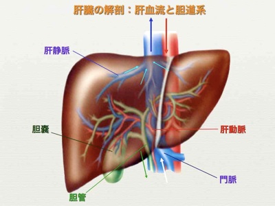 肝臓１.jpg