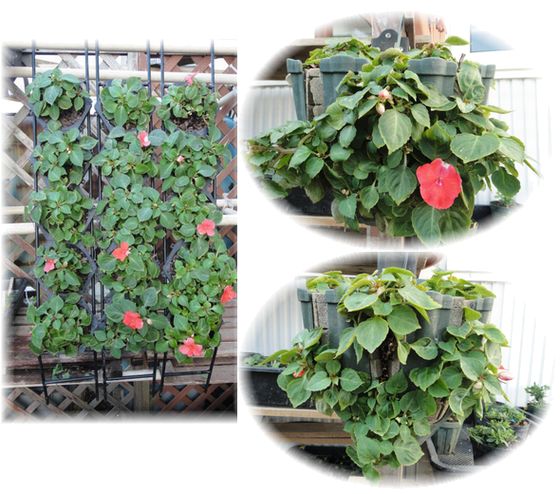 実生のインパチェンス