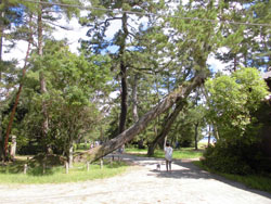 天橋立ウォーク