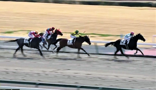 出資馬 ディバインコードその1 ミノルロドリゴの1口 地方馬主ブログ 楽天ブログ