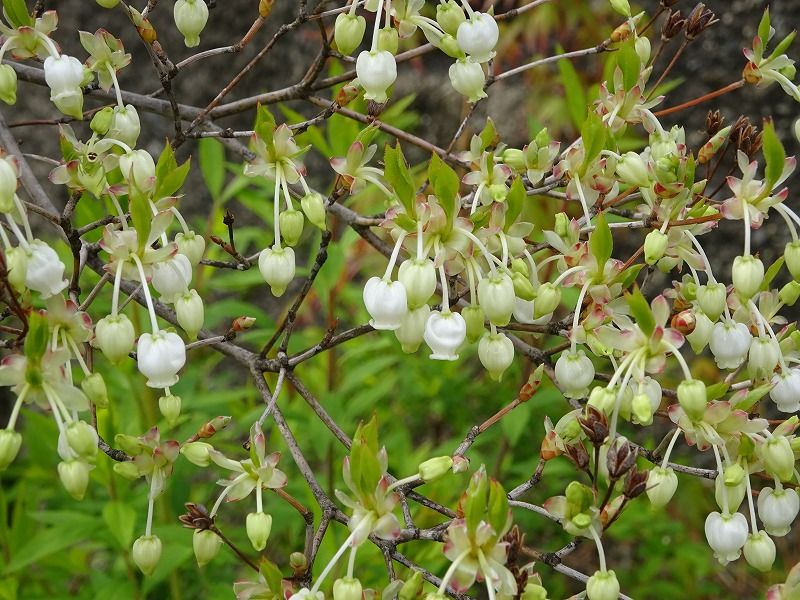 ４月３日 今日の一花 その２ ドウダンツツジ 満天星躑躅 灯台躑躅 Gazengamaのブログ 散歩中に出合った花と趣味の陶芸作品 楽天ブログ