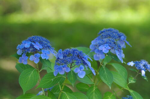 昭和記念公園の紫陽花