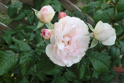 CIMG0975.jpg