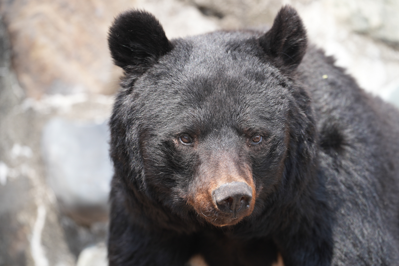多摩動物公園 ツキノワグマ | イルカカメラとわんわんWinとねこMac