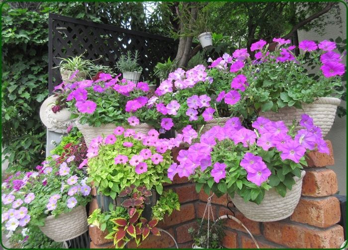 夏花壇が日に日に綺麗 ムカデ退治に薬と木酢で頑張ろう 狭い庭を花いっぱいにする育て方 楽天ブログ