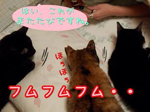 またたび講習.JPG