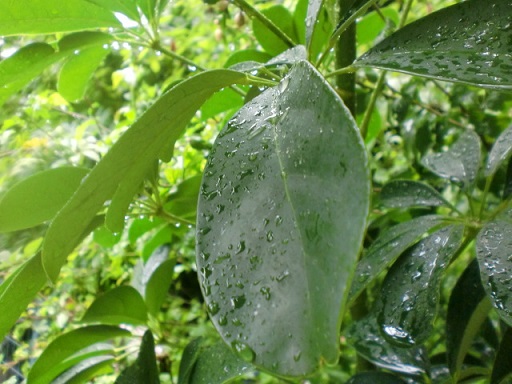 CIMG0852.JPG