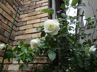 DSC00972.jpg