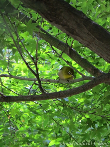 冬鳥　メジロ7.JPG