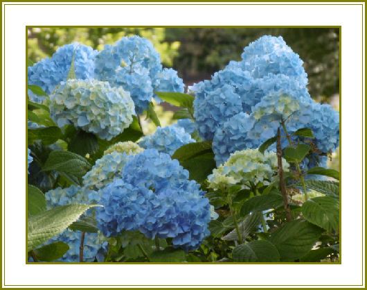 令和元年６月23日 紫陽花の花はマジシャン摩訶不思議 花の歳時記 天南星の魅力 山野草 楽天ブログ