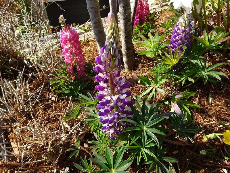 21年02月13日の記事 Gazengamaのブログ 散歩中に出合った花と趣味の陶芸作品 楽天ブログ