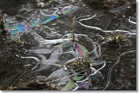 大野湊緑地公園-18 氷-3 15.1.21