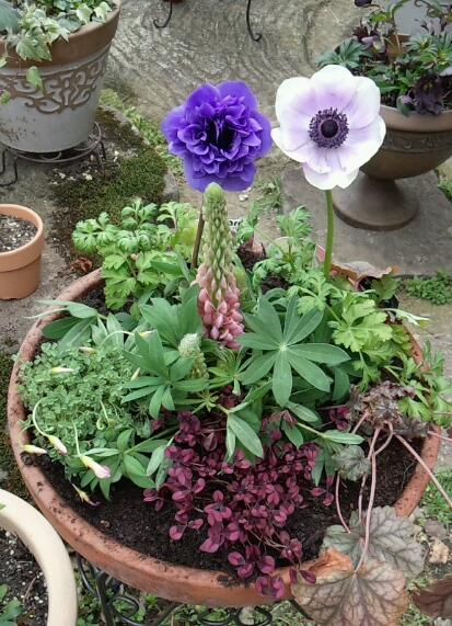 アネモネ寄せ植え.jpg