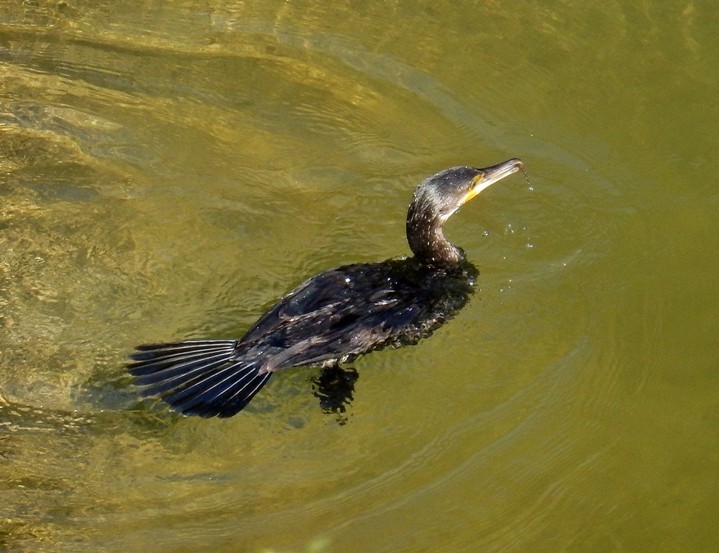 カワウ