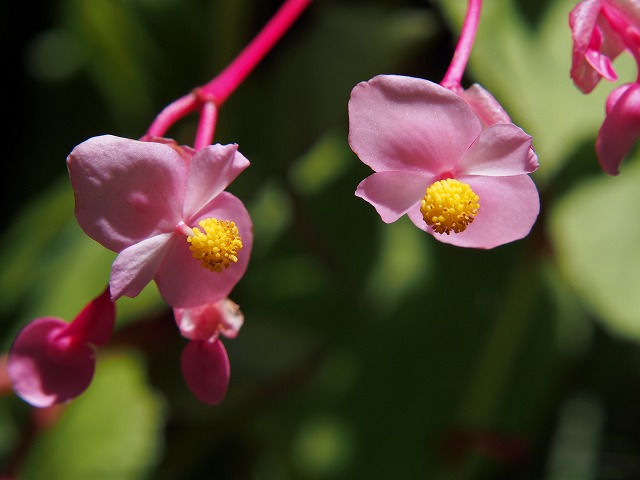 P7300445.jpg