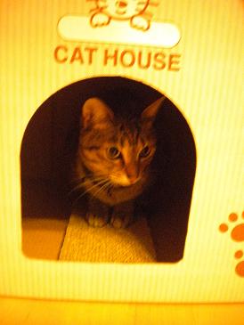 キャットハウスの中のルナ.JPG