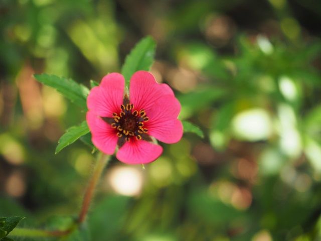 好きな花 包まれたいマリアテレジア 撃沈中で浮上できず ピーチヒルの薔薇日記 楽天ブログ