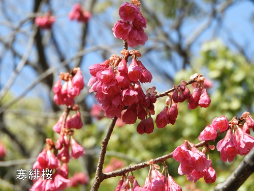 清澄庭園にて