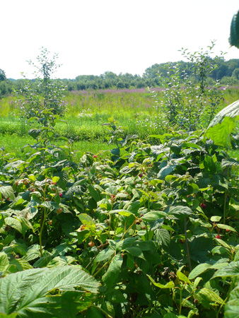 raspberry patch.jpg