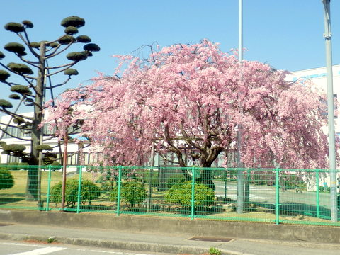 三菱の枝垂桜-1