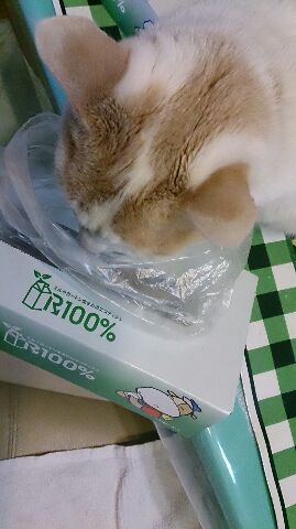 シホンちゃん、ゴミ箱を覗く・・・