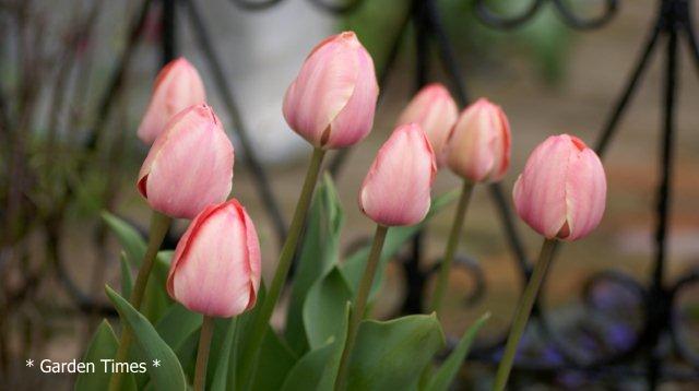 チューリップ２