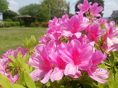 IMG_20160420_122622.jpg