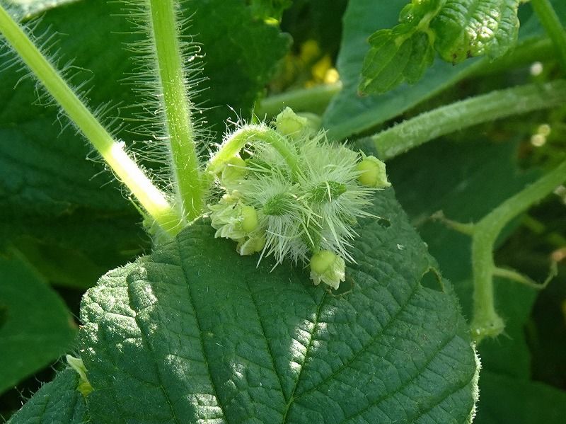 9月29日 9月の花 その５ Gazengamaのブログ 散歩中に出合った花と趣味の陶芸作品 楽天ブログ