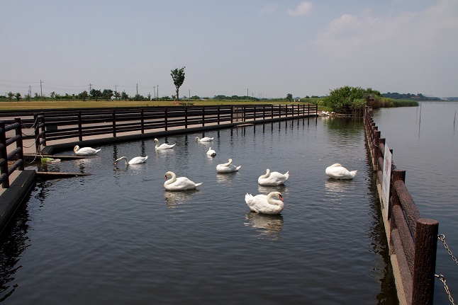 3.水辺公園の白鳥.JPG