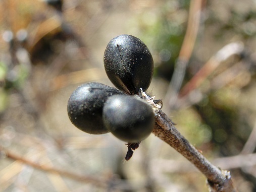 白ヤマブキの実