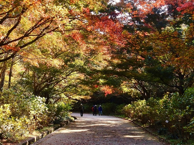 あじさい坂2.JPG