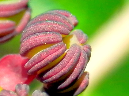 アケビの花・拡大