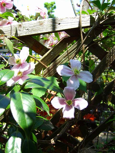モンタナルーベンスの花