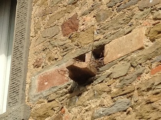 p nest2.jpg