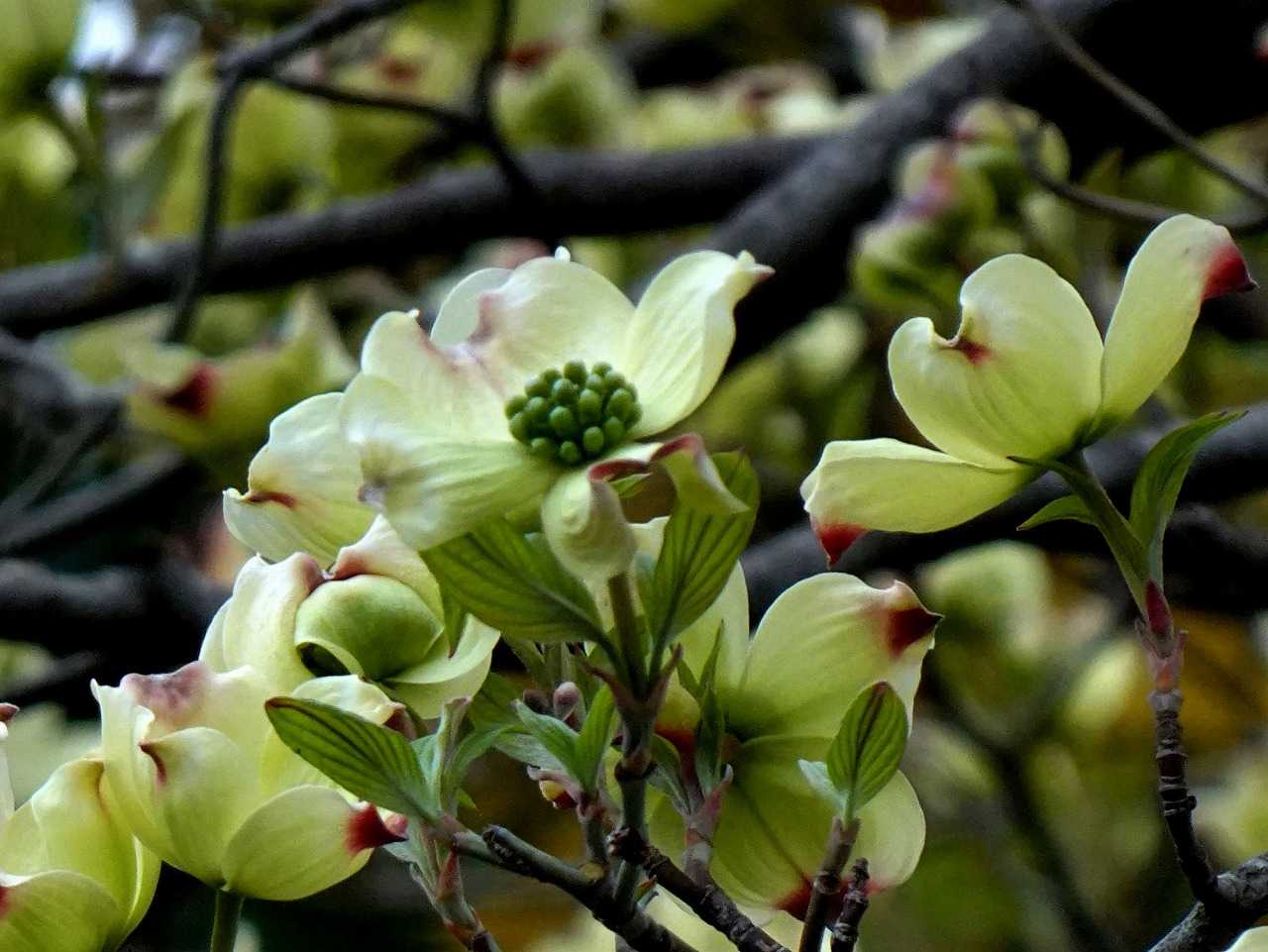 4月6日 今日の一花 ハナミズキ(花水木)、ライラック、ピティロディア・テルミナリス・フェアリーピンク | gazengamaのブログ 散歩中 ...