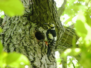 06-21akagera (1).JPG