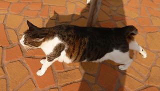 P1130599-ass.jpg