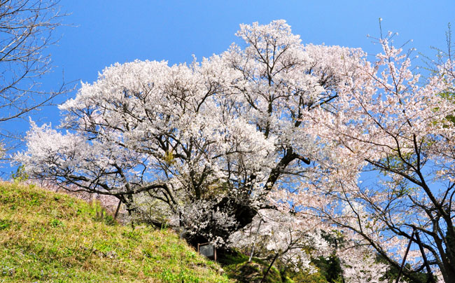 桜２