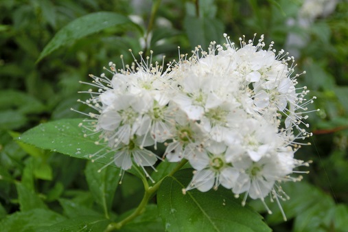 シロバナシモツケ