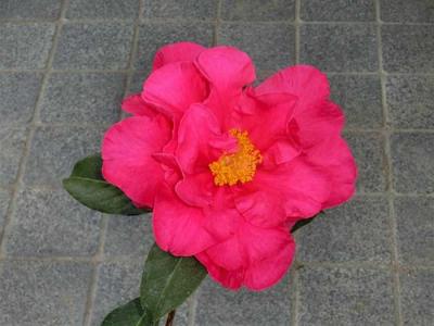 フランクハウザー　洋種椿 フランクハウザー 洋種椿