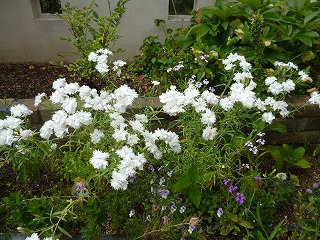 P1200494ss.jpg