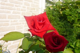 P1340019ss.jpg