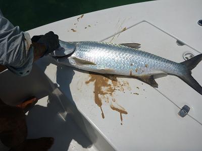 釣り三日目 船に上げると・・・。