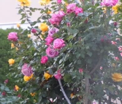 いろいろの薔薇.JPG